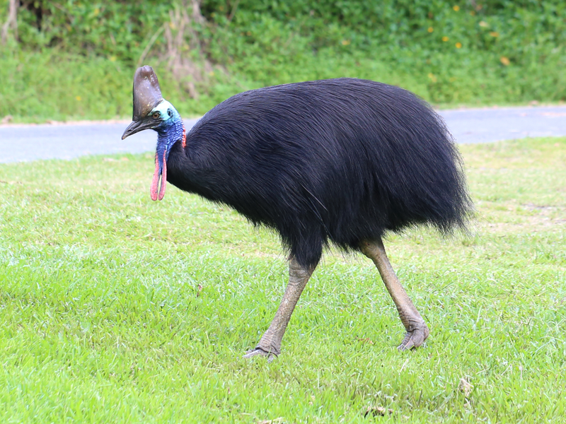 Dinosaurs among us? A free ranging Southern Cassowary (Casuarius casuarius) at Etty Bay, north Queensland, Australia. (Image: Summerdrought/Wikimedia)